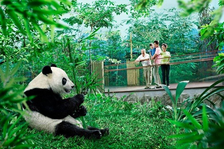 Singapore Zoo and Night Safari experience featuring wildlife and natural habitats in Singapore