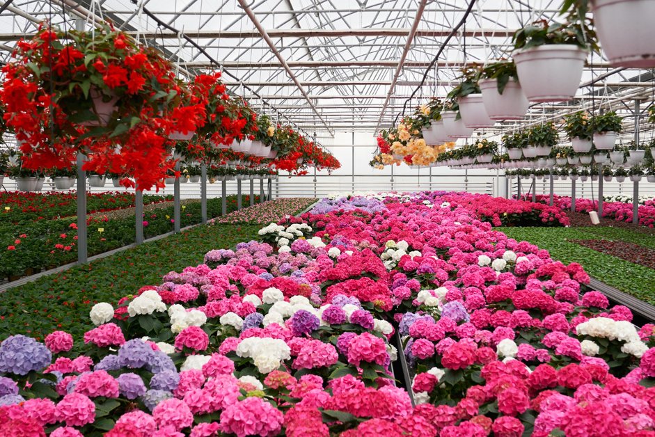 Things to do in Dubai at Dubai Miracle Garden with colorful flowers