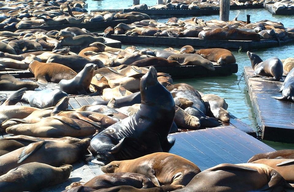 Sea lions at Pier 39 San Francisco