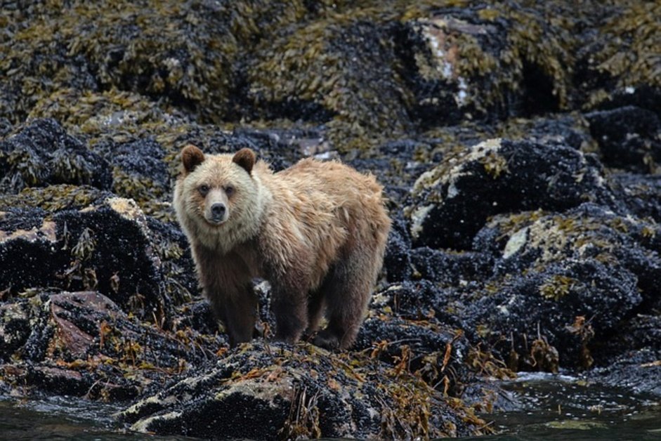 Grizzly bear viewing at Knight Inlet Lodge in British Columbia Canada
