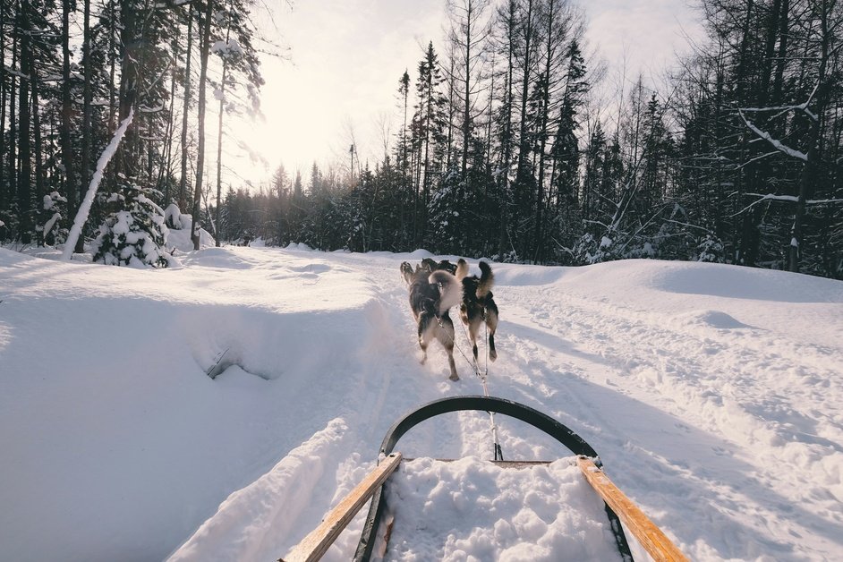 Dog sledding adventure in Canada through snowy landscapes
