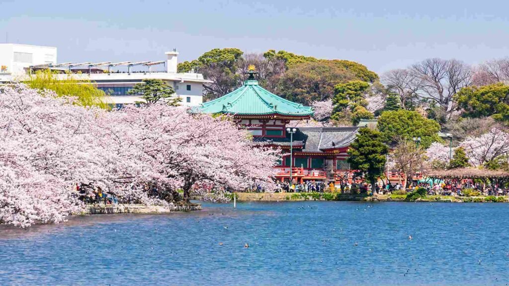 Strolling in Ueno Park, Tokyo with visitors enjoying the gardens and museums