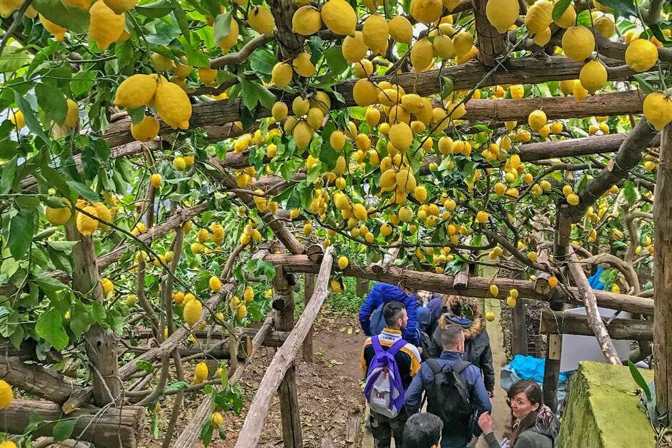 Walking the Path of Lemons on Italy’s Amalfi Coast