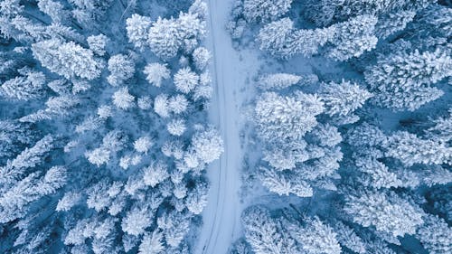 Aerial view of a snow-covered forest with a winding road during winter near Toronto, showcasing the beautiful natural landscapes of Ontario in the snowy season.